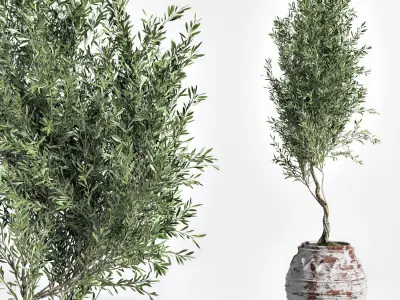 Indoor Plant olive Set 03 3D model