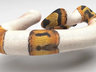 Piebald Ball Python Snake 3D model