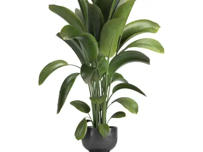 indoor plant 012 3D model