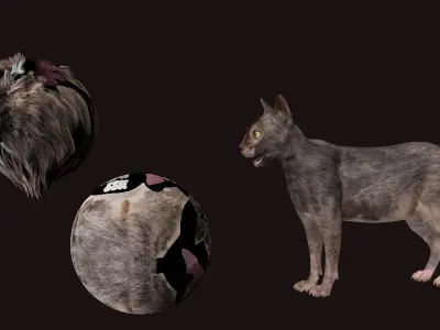 Lykoi Wolf Cat Low-poly 3D model