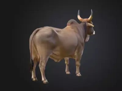 Majestic Farm Bull Low-poly 3D model