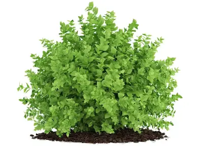 Small Boxwood Plant Buxus sempervirens 3D model