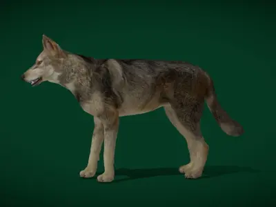 Indian Gray Wolf Low-poly 3D model