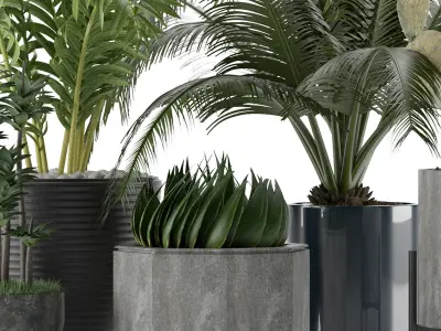 Plants Collection 20 3D model