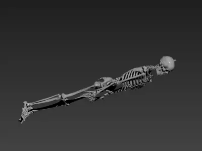 Human Skelton Realistic 3d model 3D model