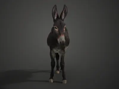 Donkey Summer with 4 Animations  VFX Grace 3D model
