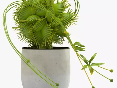 Vase 29 flycatcher flower Dionaea 3D model