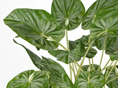Plant philodendron 3D model