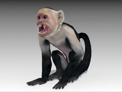 Capuchin Monkey Low-poly 3D model