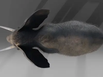 Fur Elephant Rigged in Blender  Zbrush Low-poly 3D model