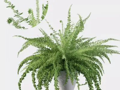 Fern in white pot 3D model