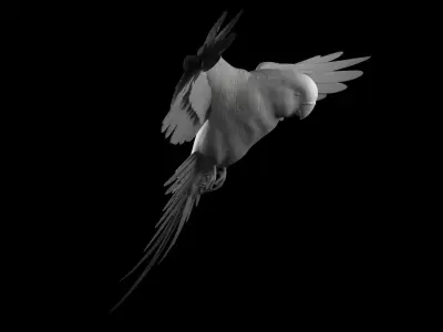 parrot 3D print model