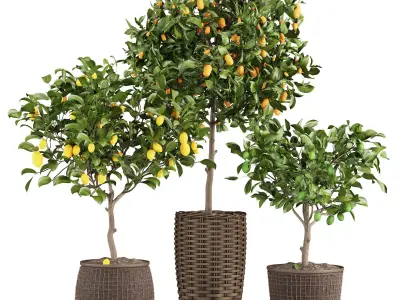 Lemon Tree Collection 3D model