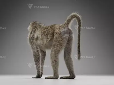 Baboon Animation  Blender 3D Model 3D model