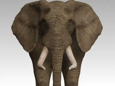 Brown Elephant Low-poly 3D model