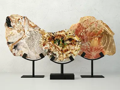 Petrified Wood Slices On Stand 2 3D model