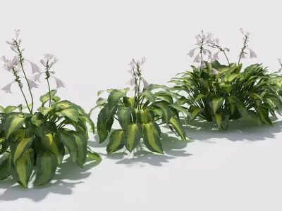 Hosta three plants in row 3D model