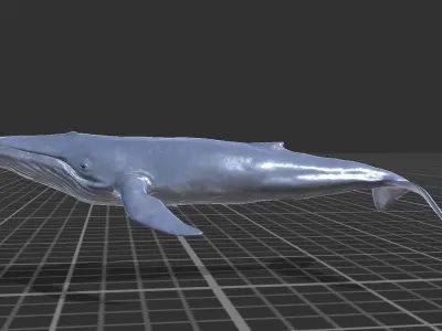 Blue Whale  Low-poly 3D model buy