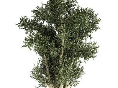 Decorative tree in a black flowerpots 806 3D model