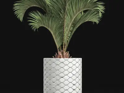 Plants Collection 154 Palm 3D model