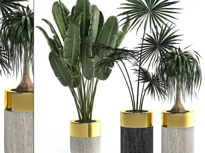 Houseplants in a luxury pot for the interior 705 3D model