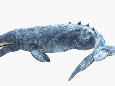 Realistic Gray Whale Rigged Low-poly 3D model