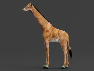 Spotless Giraffe Baby Low-poly 3D model