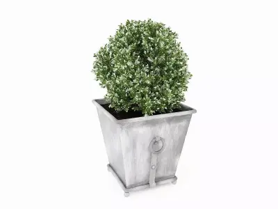Potted Plant Collection 3D model