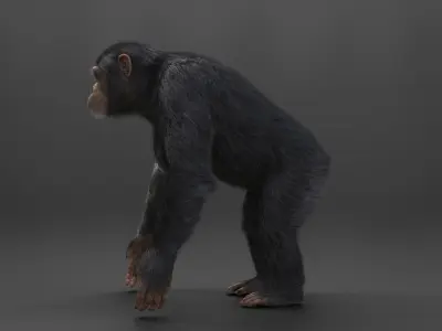 Chimpanzee Rigged VFX Grace 3D model