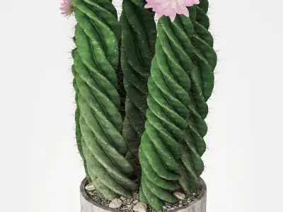 Plant 5 two cactus plants with flowers 3D model