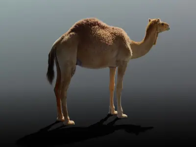 Camel Fur 3D model