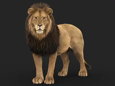 Lion C RIG XGEN CORE 3D model