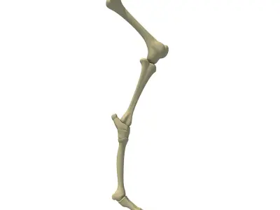 Mammal Animal Leg Femur  3D model