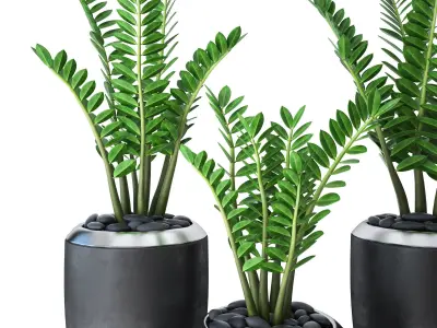 Zamioculcas three fern plants pots 3D model