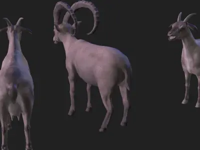 Full animation of male and female goats Low-poly 3D model