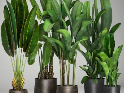 Banana plants in a rusty flowerpot for the interior 994 3D model