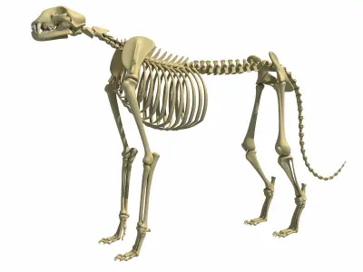 Cheetah Skeleton 3D model