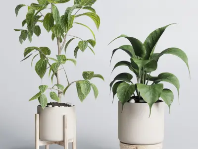 set indoor plant 294 ficus palm ravenala wooden vase Low-poly 3D model