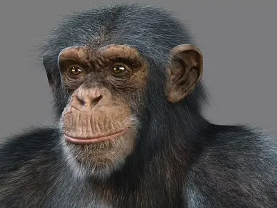 Chimpanzee with realistic fur Low-poly 3D model