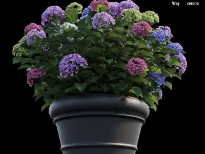 Hydrangea in planters set 03  3D model