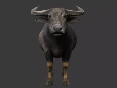 Buffalo 3D model