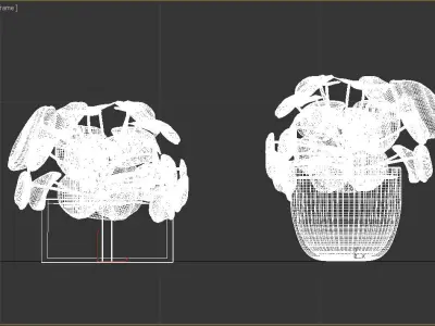 Interior small plant of pilea peperomioides   3D model