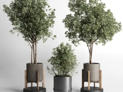 Collection indoor outdoor plant tree vase dirty concrete 3D model