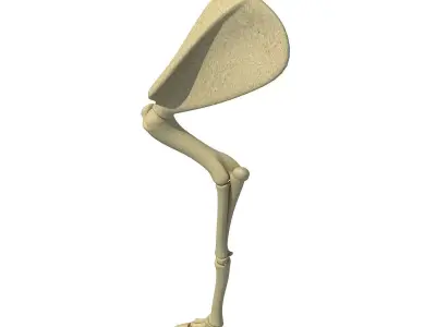 Mammal Arm Humerus  3D model