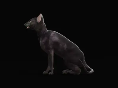 Peterbald Oriental Cat Low-poly 3D model