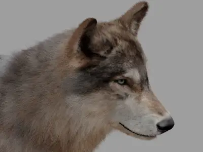 wolf with fur 3D model