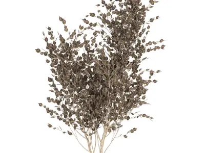 Tree in a black pot for the interior 699 3D model
