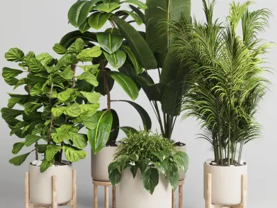 collection Indoor plant 30 -wood vase Low-poly 3D model