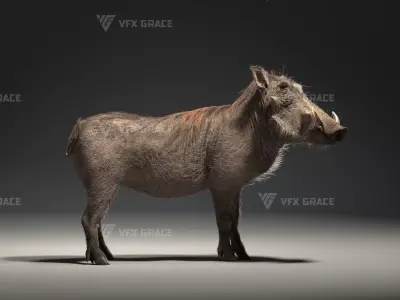 Warthog Animation  Blender 3D Model 3D model