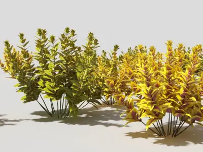 coleus three vases 3D model